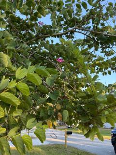 RR Beach Residence - 8