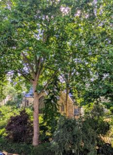 Curzon House Hotel - 4