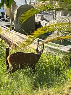 Proudly Okavango self-catering Burnside - 4