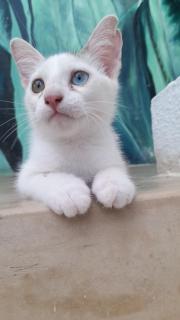 Gadea Boutique Hotel& Gadea Garden Italian Restaurant - Jambiani - 8