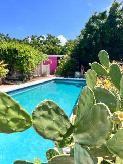 Tropical Breeze "Dushi Bida" - 4