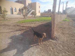 Belgium Camp & Rooms jbilat Marrakesh - 9