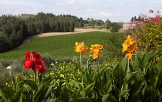 Fattoria Poggio Capponi - Montespertoli - 3