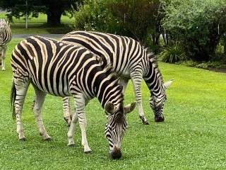 Monte Video-Deo Gloria - 5