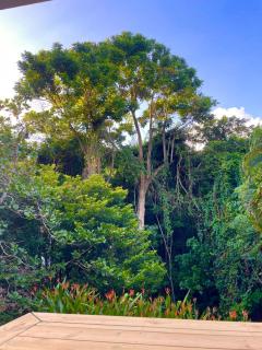 Les Trois-Ilets, colibris, jardin tropical & détente - 5