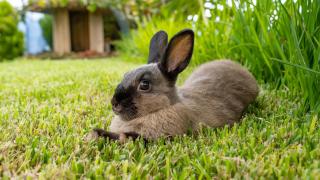 The Goat's Place III - 7