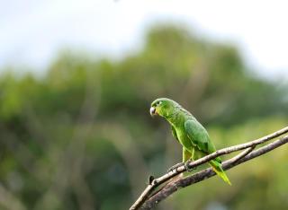 Enchanting Corcovado Apartment - 1