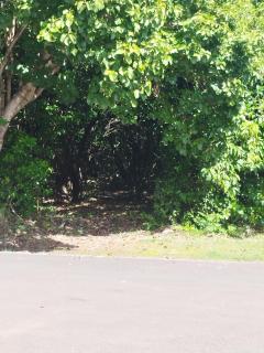 Miracle des Caraibes - 1