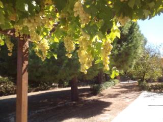 Il Mandorlo - Platamona - 5