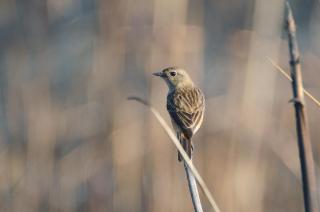 Barhoitoka Homestay - 1