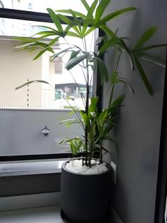 Studio Incrível no Adrianópolis Prox. Manauara - 1