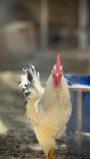 Casa Blanca - calm space for soul revival - 8