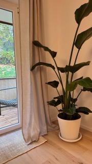 Hygge & Schwarzwald - 2 Zimmer Wohnung in Bad Krozingen - 3