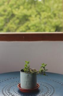 El Mononoambiente de Bariloche, con vista al lago - 3