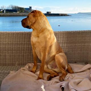 Dog-friendly Seaview Apartment - 8