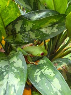 Perla Negra Beachfront - 9