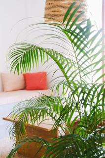 Athmaya Villa, Ahangama - 4