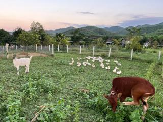 The Farm - Nguyen Shack - 7