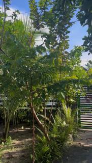 Paulines & Malinao Homestay - 6