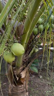 Paulines & Malinao Homestay - 1