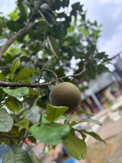 Fishing Farm Homestay - 6