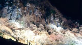 Corredor Yugawara Dog＆Resort - 7