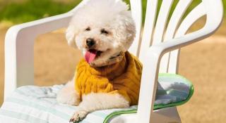 Corredor Yugawara Dog＆Resort - 3