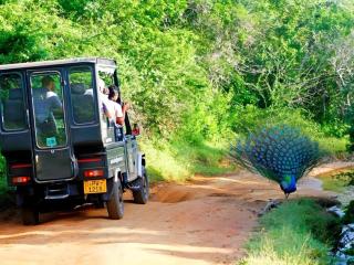 The Yala Camping - 2