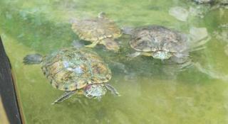 Kamala Tropical Garden Hotel - 6