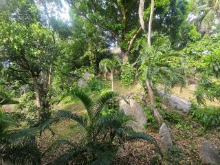 Seaview Studio Jungle - 1