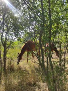 Gîte au cœur des vignes, près du canal du Midi - 6