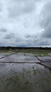 Alankulama Waana Resort - 2