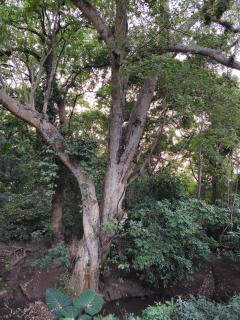 Jangwani River View Suits - 8