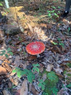 El Encanto de Abadía - 4