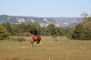 La Maison du Berger - 1
