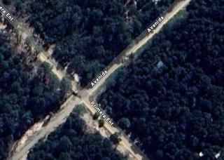 Pinocha del Bosque Valle de La Luna - 4