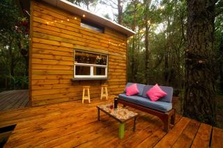 Pinocha del Bosque Valle de La Luna - 1