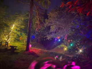 Skyp Lake jungle - 8