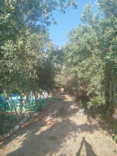 Gulseven Bungalow - 3