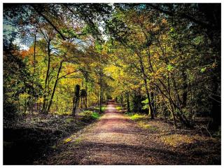 Hilly Haven & Luxury Wagon in the Forest of Dean - 2
