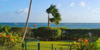 Savannah Guadeloupe - 0