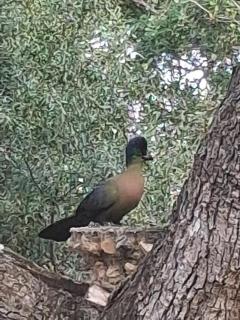 Figtree Escape - Marloth Park - 4