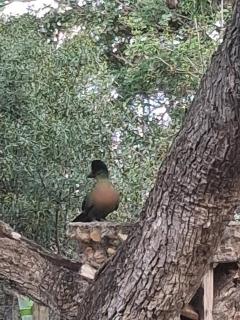 Figtree Escape - Marloth Park - 6