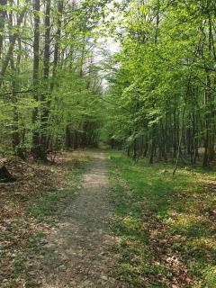 Maison 3 personnes entre lac et forêt - 9