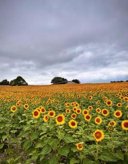 La Grande Rossignol - 8