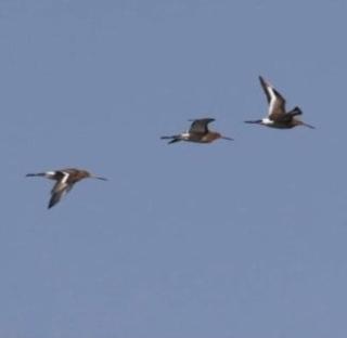 The Sand Dunes 4 minutes walk from sandy beach - 4