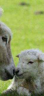 The Sand Dunes 4 minutes walk from sandy beach - 9