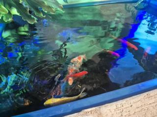 פינוק של סוויטה - 2