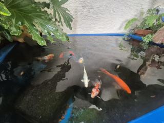 פינוק של סוויטה - 7