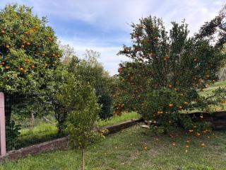 Omma's Haus - Casa de Vó perto de Gramado - 3